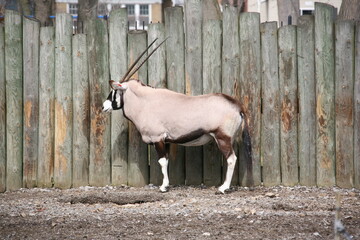 Closeup shot of a gemsbok standing on stones with a fence in the background