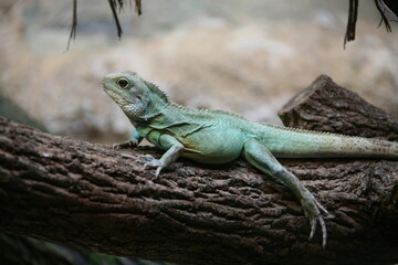 Closeup of a green iguana lying on the tree branch