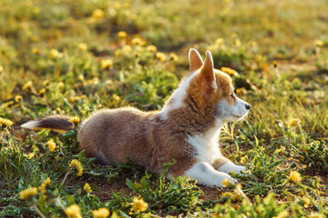 Side view of delightful little young brown white dog welsh pembroke corgi lying on green juicy grass among dandelions.