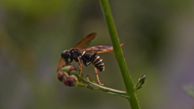 Macro shot of Figwort sawfly - wasp mimic - climbing from stem to feed on flower buds
