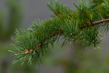fir branche in the rain 