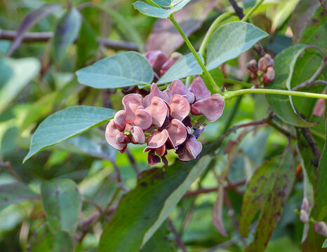 Apios americana (Groundnut) Native North American Flowering Vine