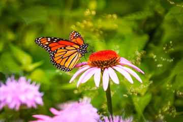 A Monarch butterfly
