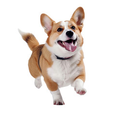 happy playful corgi dog isolated on transparent background