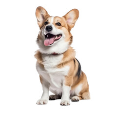 happy playful corgi dog isolated on transparent background