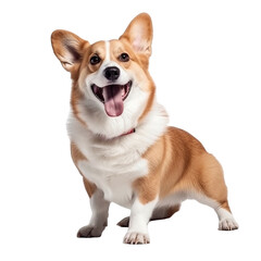 happy playful corgi dog isolated on transparent background