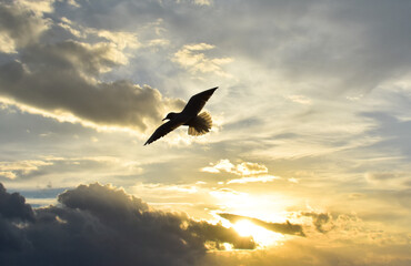 Seagull flying between clouds at sunset, silhouette