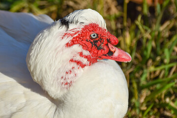 White duck head with red face, closeup, portrait