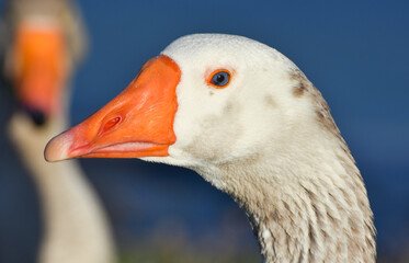 Goose head with blue eyes and orange beak, closeup, portrait