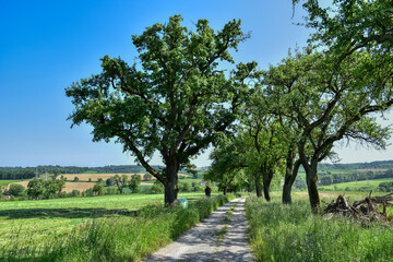 Mostviertel, Hügelland, Voralpenland, Niederösterreich, Amstetten, Haag, Stadt Haag, Strengberg, Hügel, Felder, Landwirtschaft, Sommer, Frühling, Herbst, Aussicht, Fernsicht, Wald, Wiese, Felder, Feld