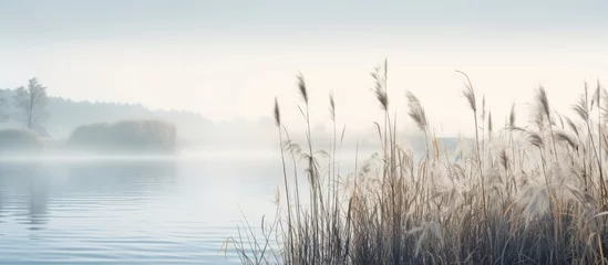 Foto auf Acrylglas Morgen mit Nebel Beautiful serene nature scene with river reeds fog and water
