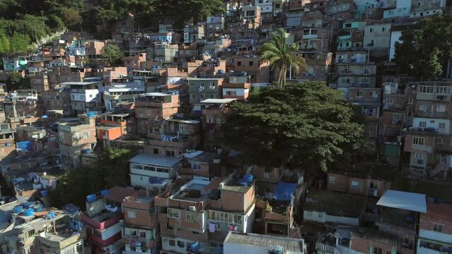 Aerial descending past palm tree surrounded by hilltop favela houses in Rio de Janeiro, Brazil