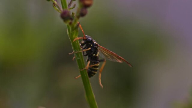 Macro shot of Figwort sawfly - wasp mimic - climbing up figwort plant 