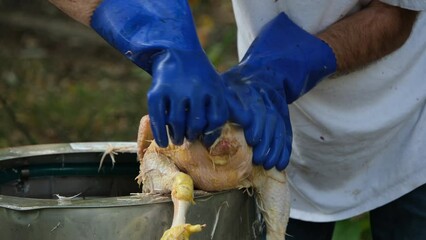 Close up while hand pulling remaining feathers from butchered broiler after animal been scald and put through plucking machine.