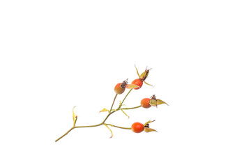 close-up of a plant with red berries, rosehip,