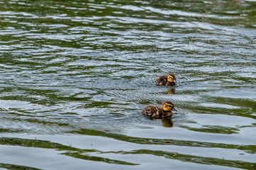 The ducklings