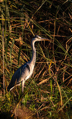 great gray heron ardea cinerea, Europe Poland 