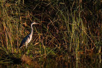 great blue heron ardea cinerea, Europe Poland 