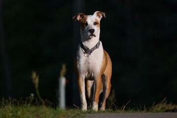 dog portrait on black background
