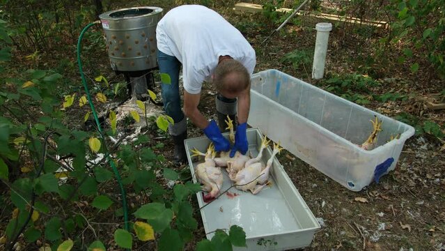 Man hand plucking broilers from remaining feathers after butchered and hot bathed chicken went through plucking machine.