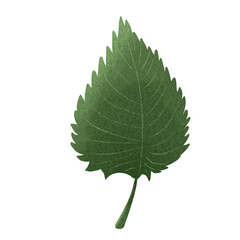 Autumn leaves. Single leaf. Set of autumn leaves. Tree leaves. Sketch leaves