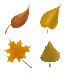 Autumn leaves. Single leaf. Set of autumn leaves. Tree leaves. Sketch leaves