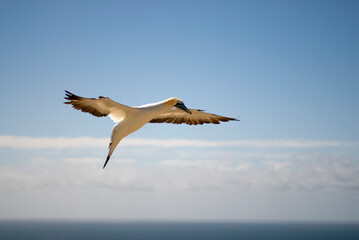 Gannet Colony at Cape Kidnappers. Hawke's Bay, New Zealand