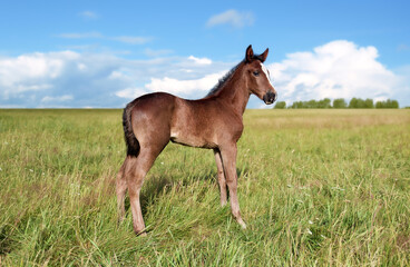 Beautiful foal is stand in the green grass. Pasture on a sunny summer day. Outdoor in summer. A...