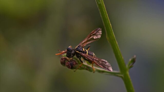 Macro shot of Figwort sawfly - wasp mimic - cleaning its antennae and head with its front legs 