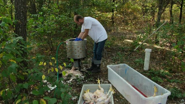 Man using small plucking machine standing in wooded back yard to process his butchered and scald poultry.