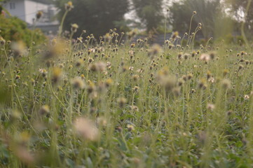 selective focus, narrow depth of field, the Ketul plant with the scientific name bidens pilosa, is a wild plant as a weed.