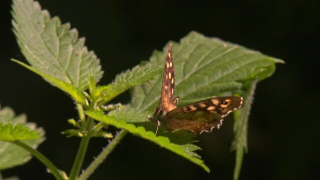 Frontal shot of speckled wood butterfly with antenna visible perched in sunlight on edge of leaf in windy UK woodland