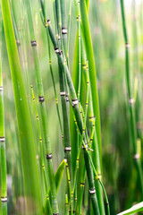 Obraz premium bamboo forest background