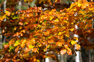 autumn, colorful fall, colorful beech trees, Fagus sylvatica