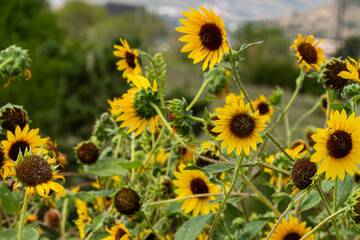 Tangle of pretty black-eyed Susan sunflowers in a group.