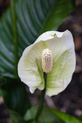 Peace lily flower close-up