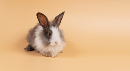 Adorable baby rabbit bunny looking at something while sitting over isolated pastel background with copy space.Cuddly furry rabbit white black bunny playful on yellow. Easter holiday animal pet concept