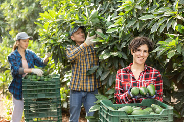 Skilled female gardener gathering crop of ripe avocado fruits in orchard. Harvest time