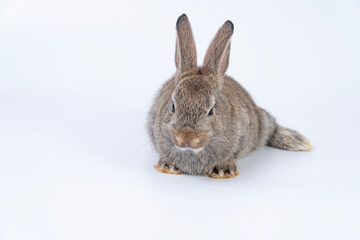 Adorable newborn baby rabbit bunnies brown looking at something sitting over isolated white background. Puppy lovely furry brown bunny ears rabbit playful with copy space. Easter bunny animal concept.