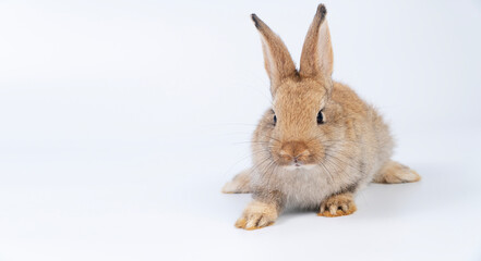 Adorable newborn baby rabbit bunnies brown looking at something sitting over isolated white background. Puppy lovely furry brown bunny ears rabbit playful with copy space. Easter bunny animal concept.