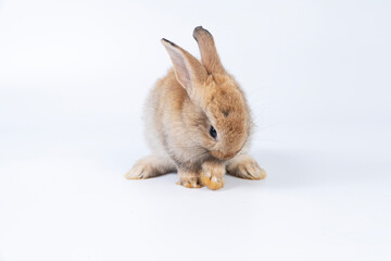 Cuddly rabbit fluffy bunny cleaning body paw sitting over isolated white background. Adorable little bunny brown tail rabbit furry clean body legs with copy space. Symbol festive easter exotic pet.