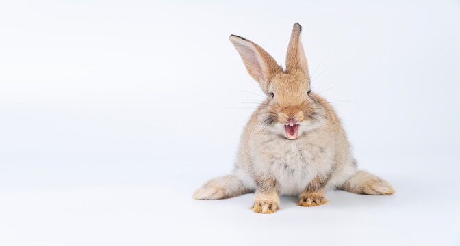 Easter bunny rabbit open mouth teeth yawning shouting sitting playful over isolated white background. Healthy little rabbit brown bunny chubby mammal curiosity, open mouth screaming looking copy space
