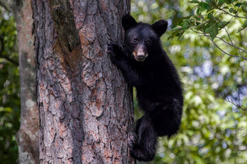 Black bear cub up on tree