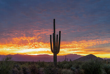 Desert Sunrise Skies In North Scottsdale AZ With Saguaro Cactus