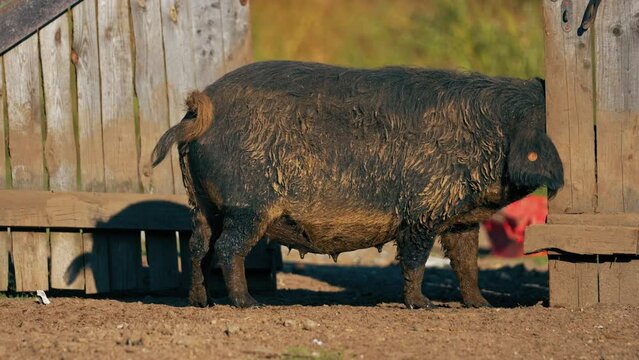 full shot of a big size Mangalica pig on the farm, rare ecological breed. High quality 4k footage