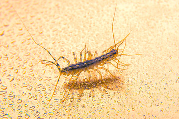 The Flycatcher scolopendra. Centipede flycatcher, insect predator Scutigera coleoptrata