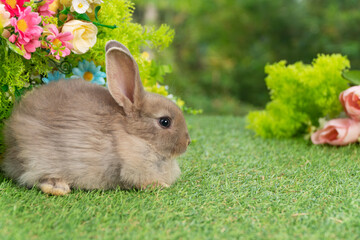 Lovely rabbit ears bunny sitting playful on green grass with flowers over spring time nature background. Little baby rabbit brown bunny curiosity standing playful on meadow summer background. Easter