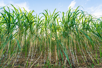 Sugarcane field in Miyakojima, Japan
