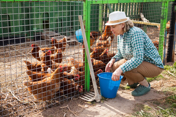 Mature woman feeding hens in a chicken coop. High quality photo © JackF