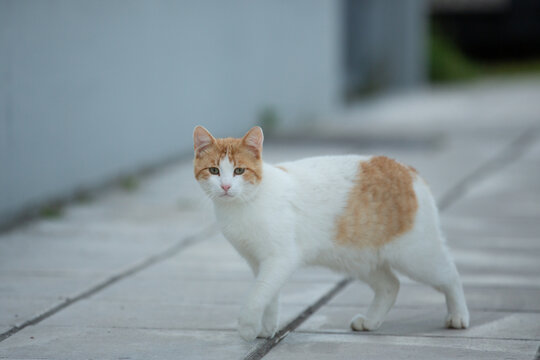 The cat walks along the street.